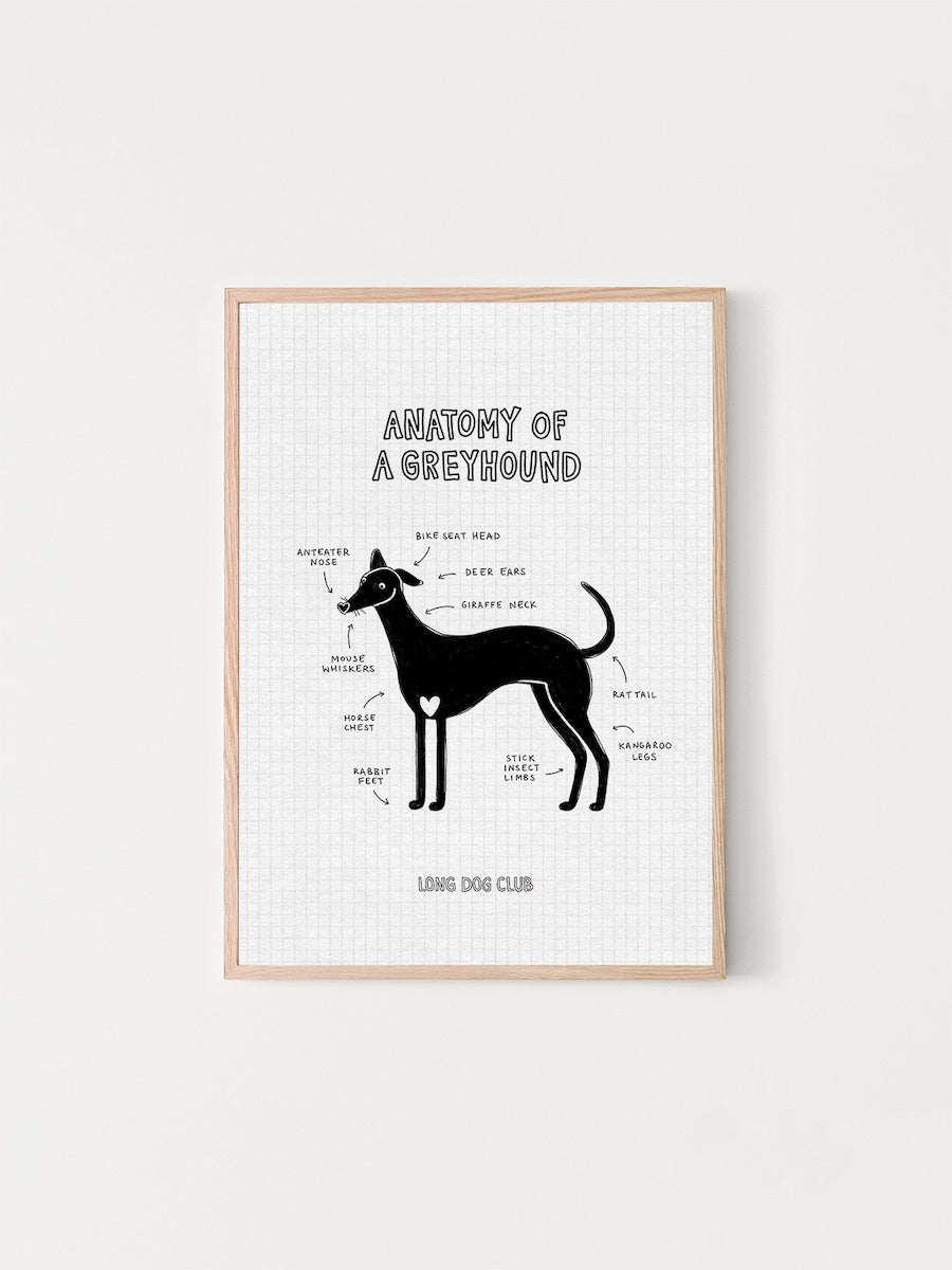 Artwork of a greyhound with a diagram describing their quirks, called ‘Anatomy of a Greyhound’