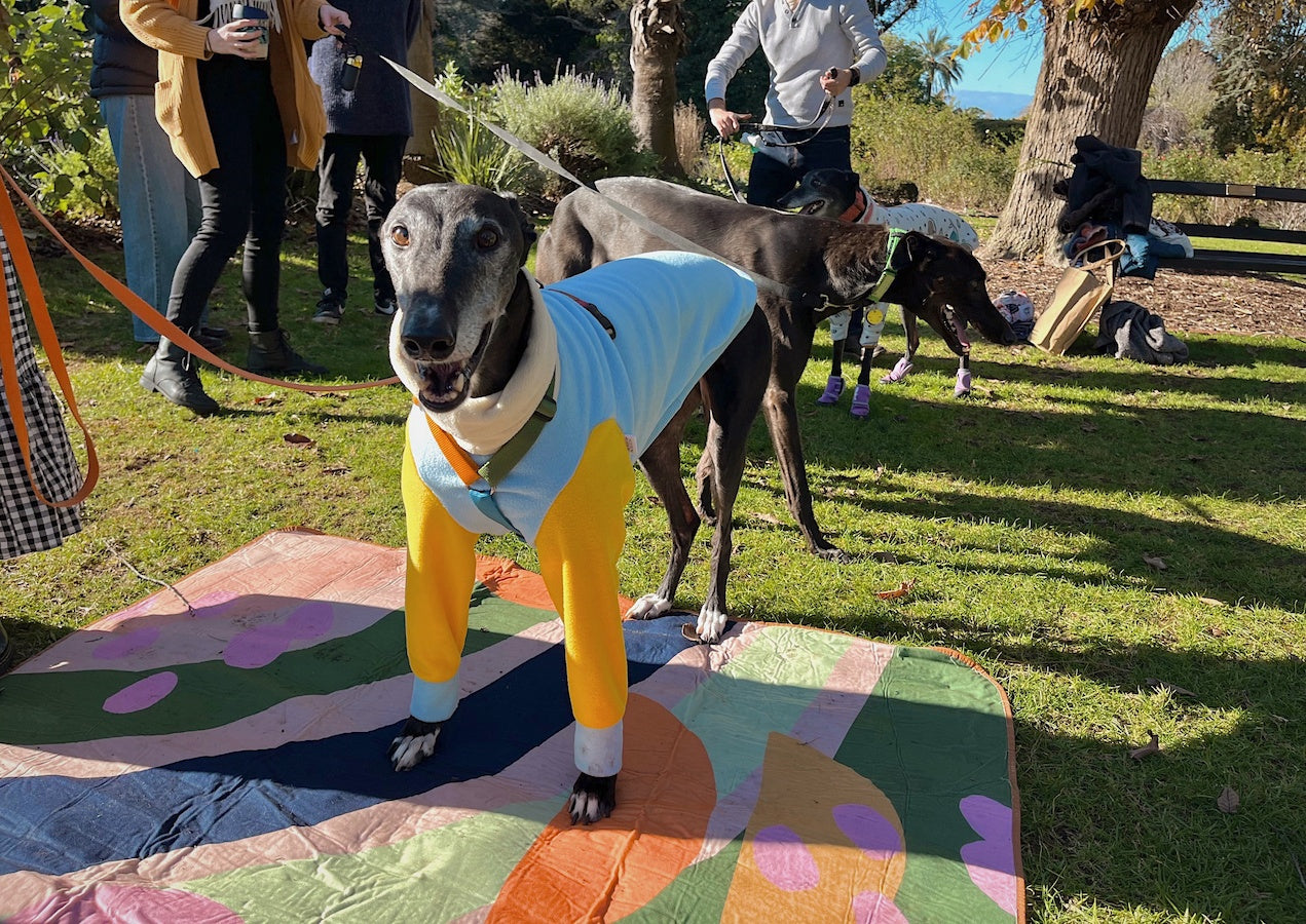 Greyhound wearing pyjamas on a rug with people and other dogs in the background