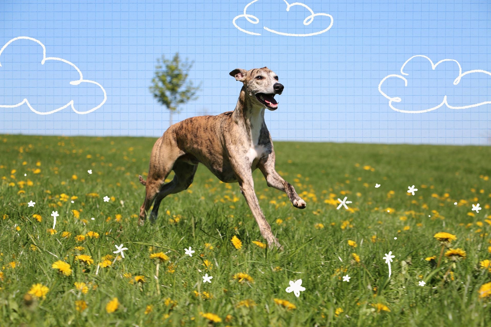 Brindle greyhound running in a field of flowers with a blue sky and white clouds in the background