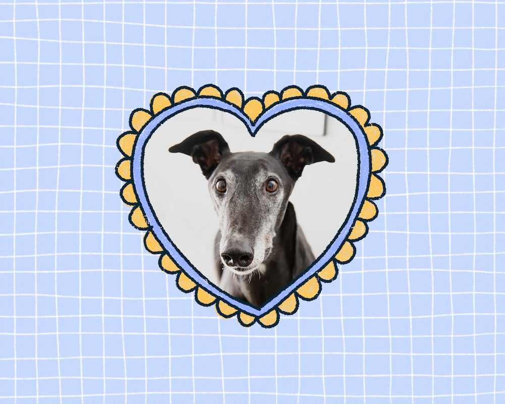 Dog's face in a heart-shaped frame on a blue grid background