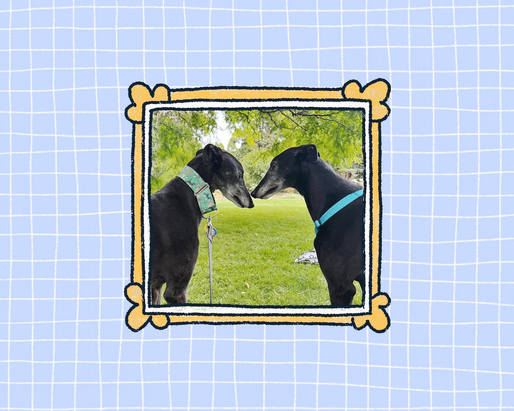 Two dogs facing each other in a grassy area with a decorative frame on a blue grid background.