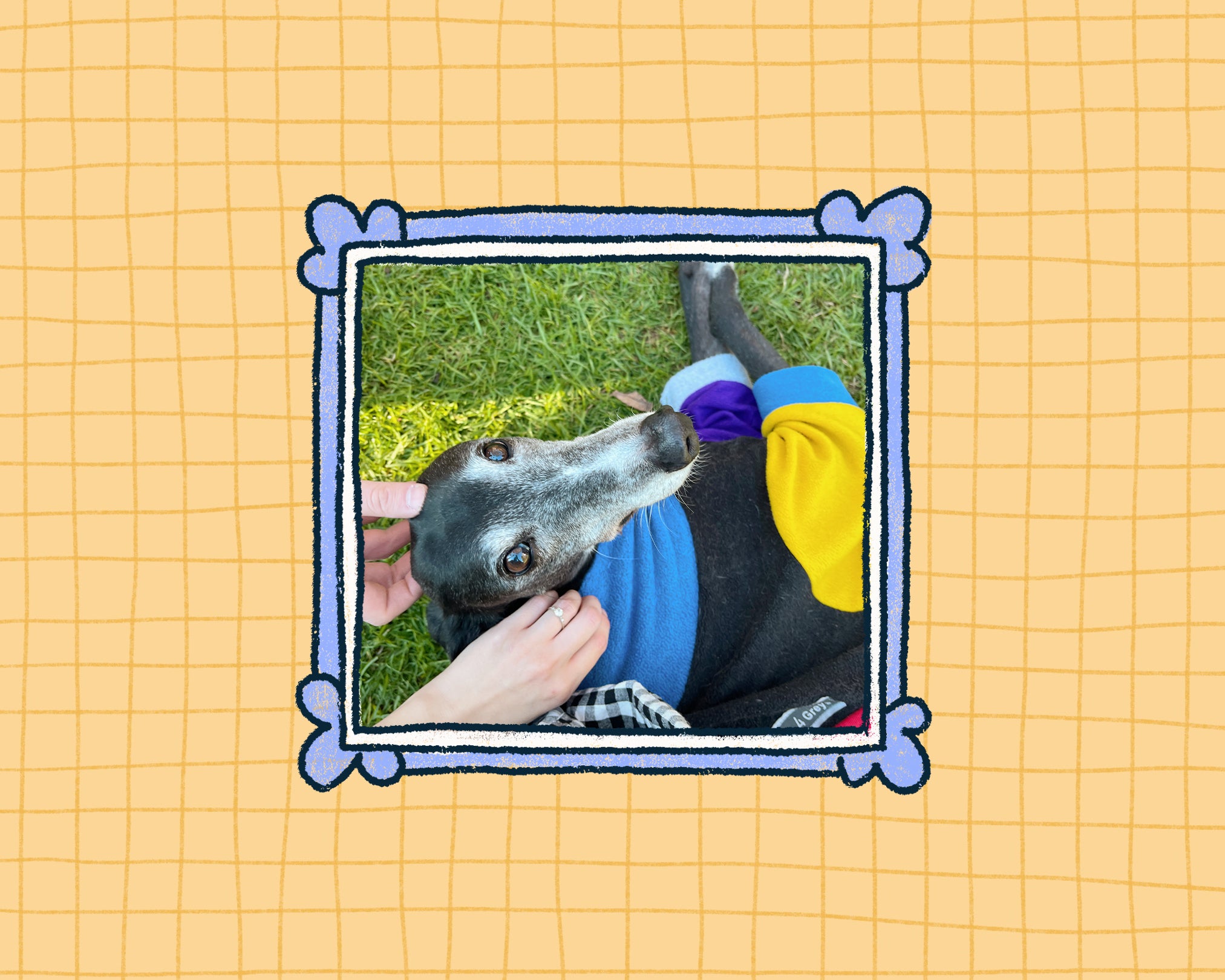 Dog wearing pyjamas laying on the grass on a yellow grid background