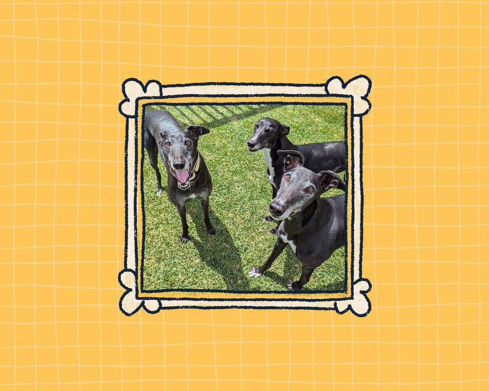 Three greyhounds standing on grass in a decorative frame on a yellow grid background