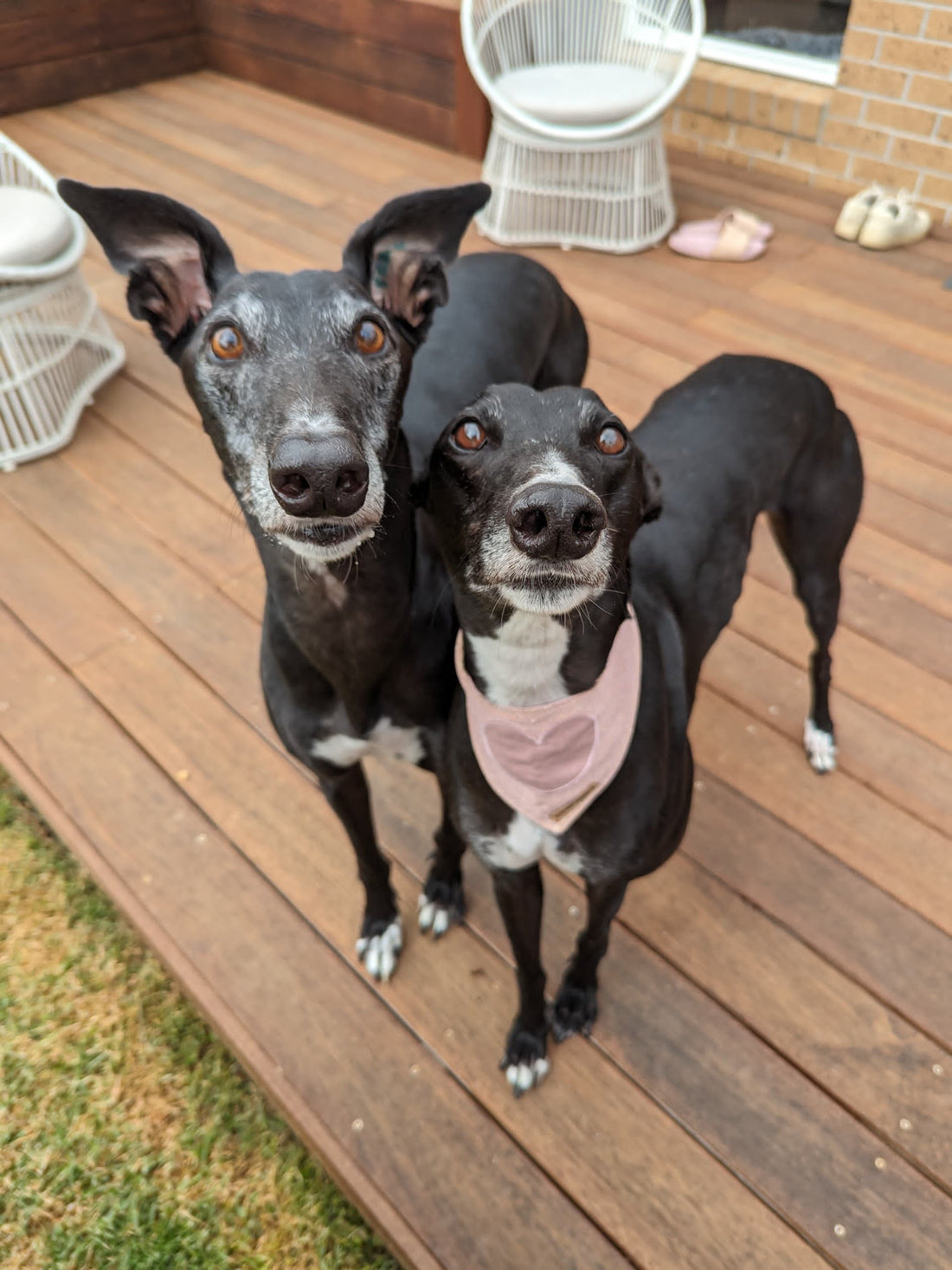 Gin's adoption story