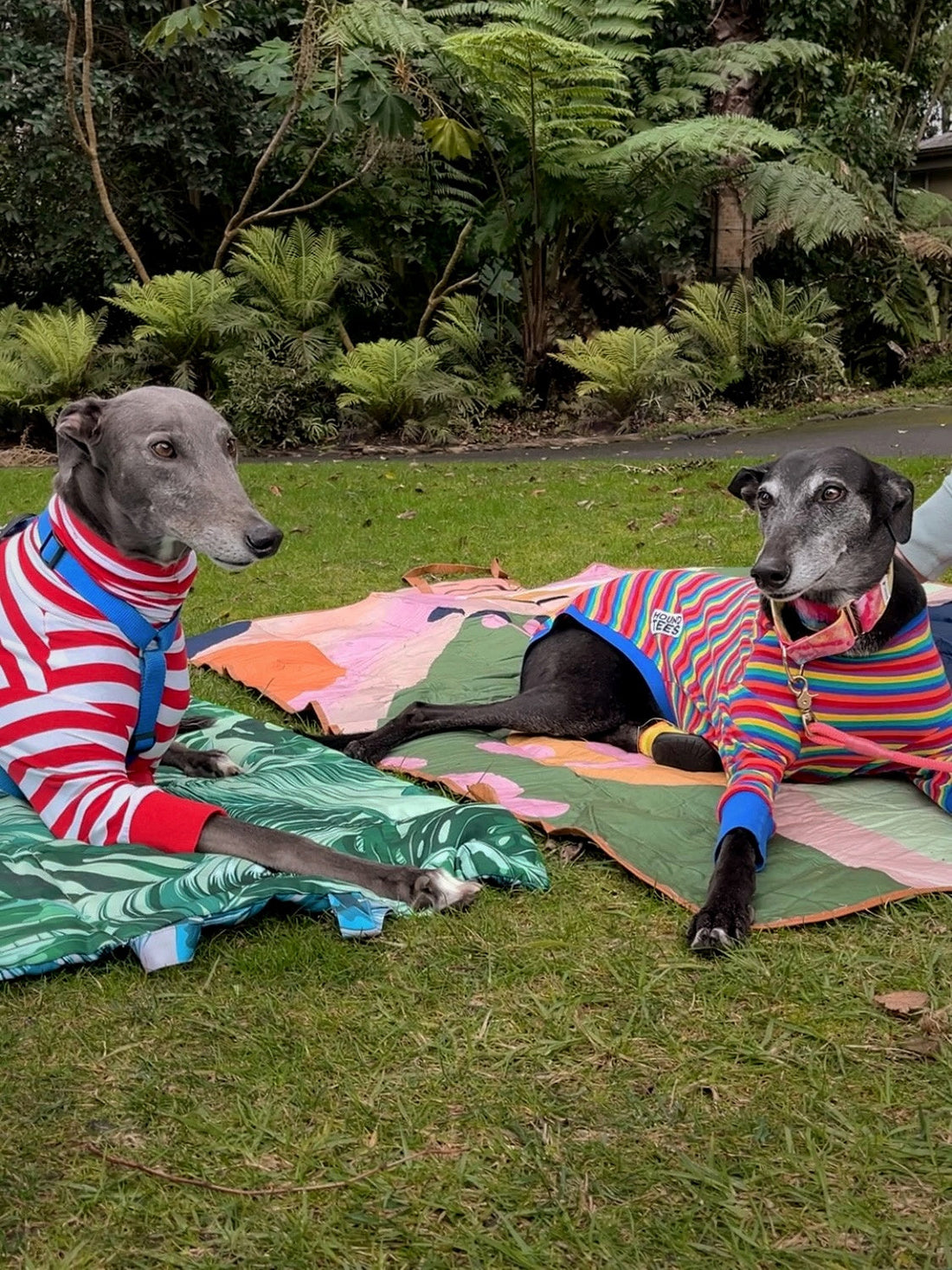 We Love Greyhounds (a lot)