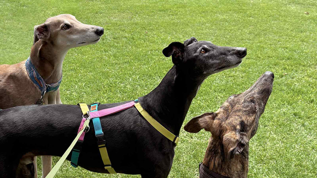 Why Greyhounds Make Great Pets