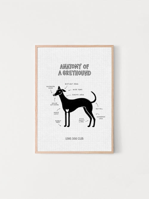 Artwork of a greyhound with a diagram describing their quirks, called ‘Anatomy of a Greyhound’