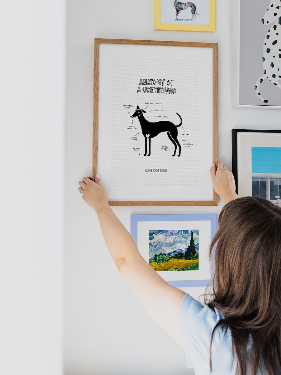 Woman is hanging a funny greyhound print from Long Dog Club describing the anatomy of a greyhound