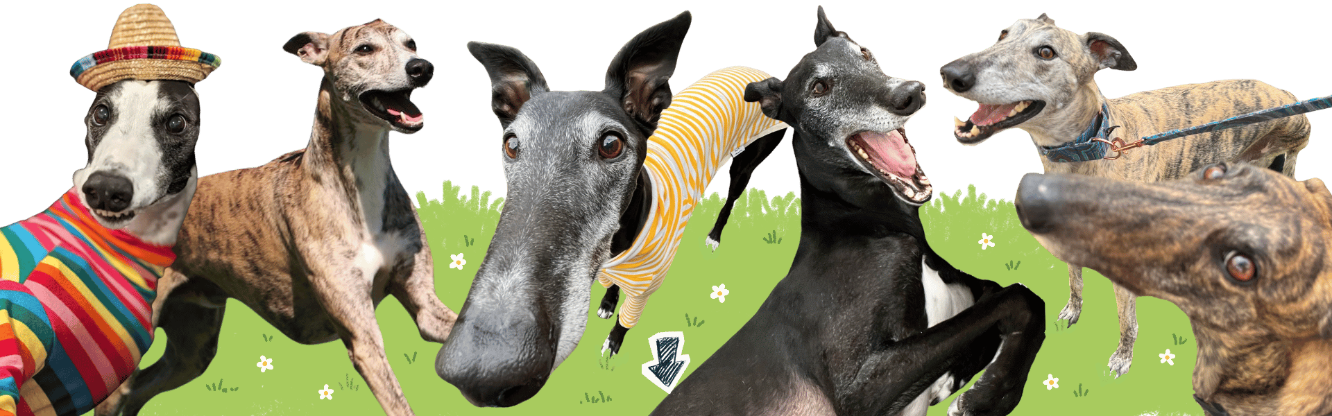 Five greyhounds in various poses, looking very happy on a grassy background
