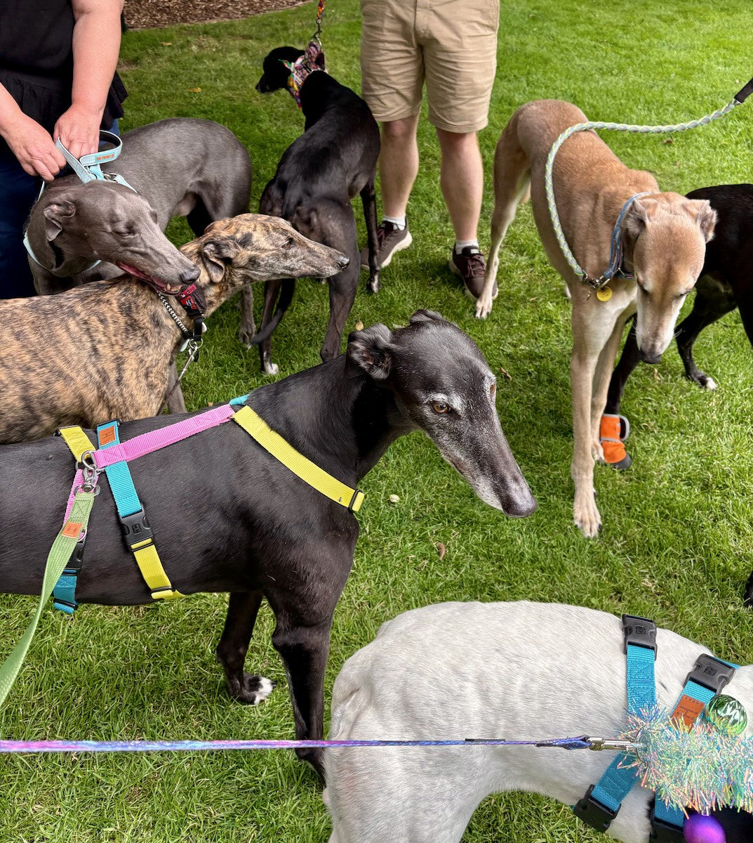 Group of greyhounds on leashes in a grassy area