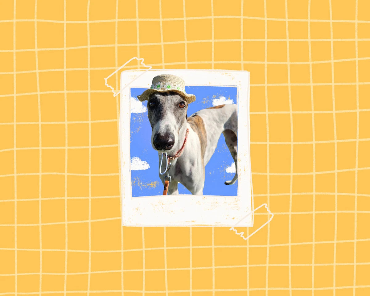 Illustrated polaroid of a white and fawn greyhound wearing a straw hat with clouds on a yellow grid background.