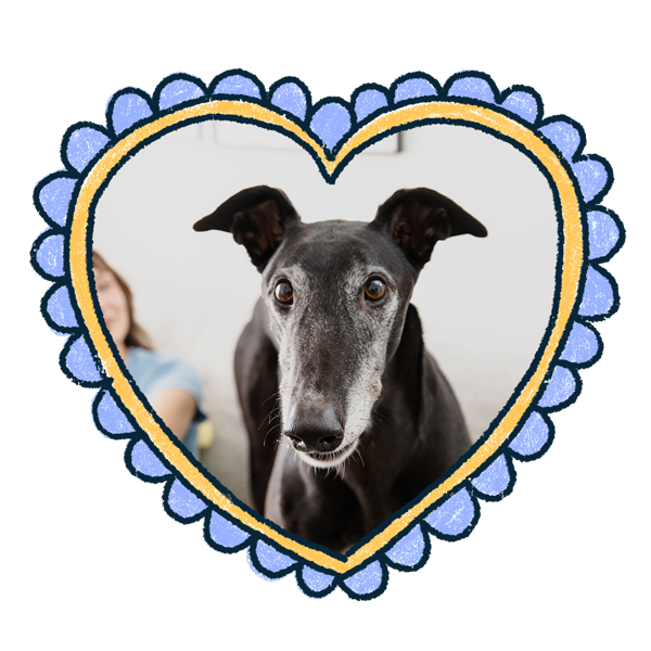 Chilli the black greyhound's face inside a heart-shaped frame with a blue border