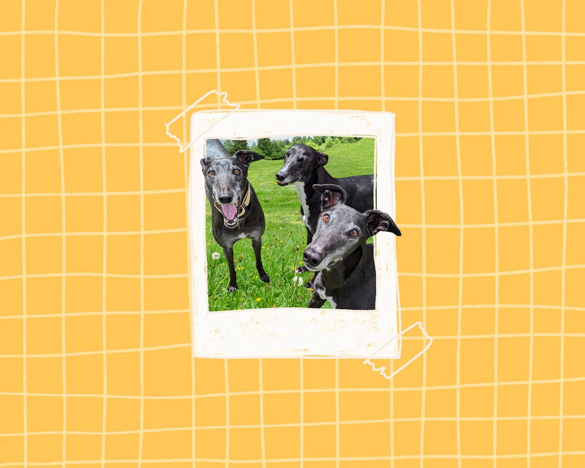 A square polaroid style image on a yellow grid background, showing three black greyhounds on a green lawn.