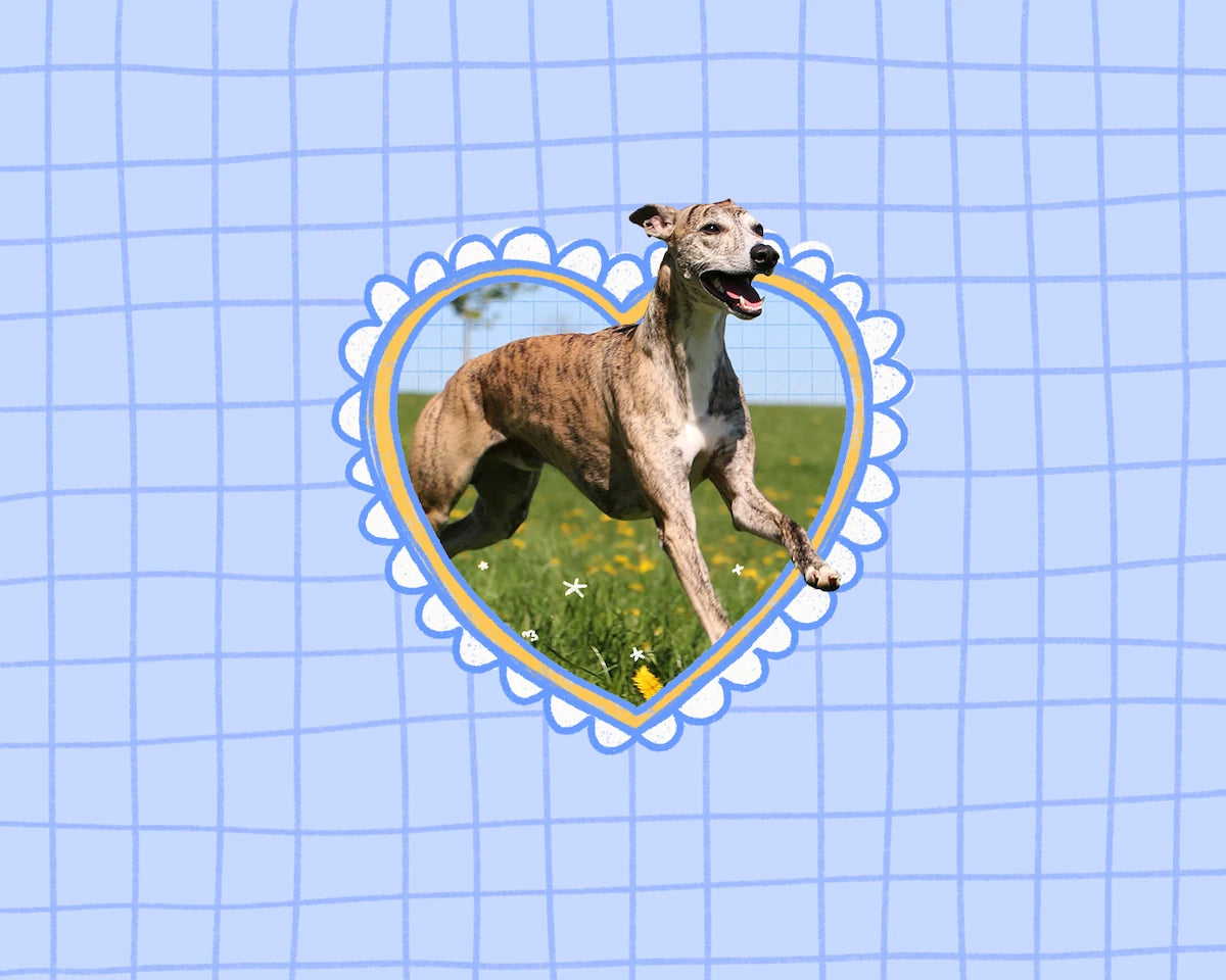 A heart-shaped graphic frame containing a photo of a greyhound dog running on a green grassy field, set against a light blue grid background.