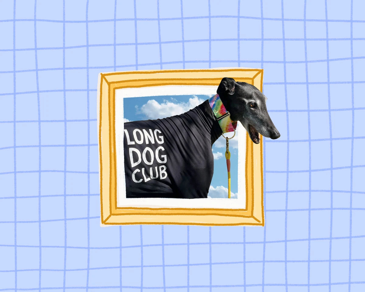 A framed illustration of Chilli the Greyhound wearing a black long-sleeve shirt with 'LONG DOG CLUB' printed on the back, set against a light blue grid background.