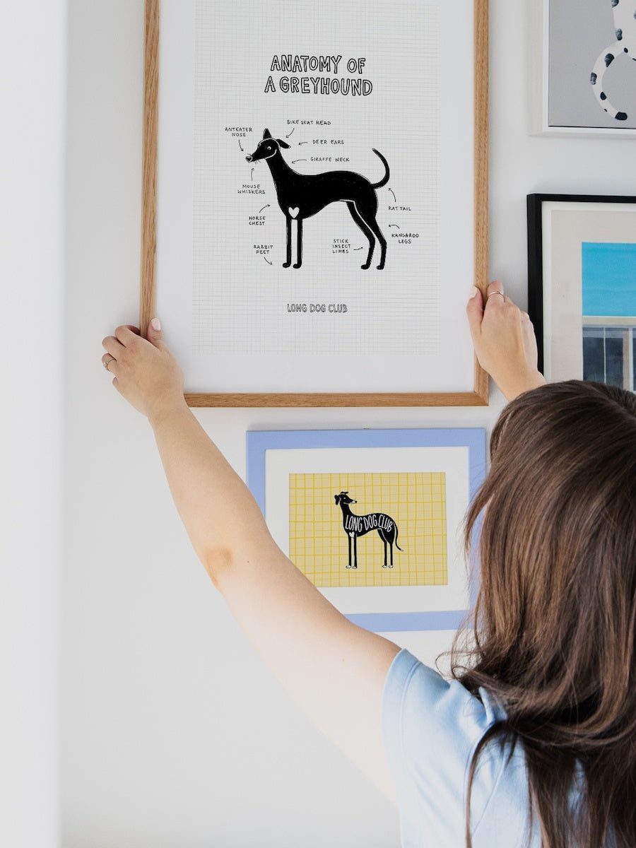 Person hanging a framed diagram of a greyhound on a wall.