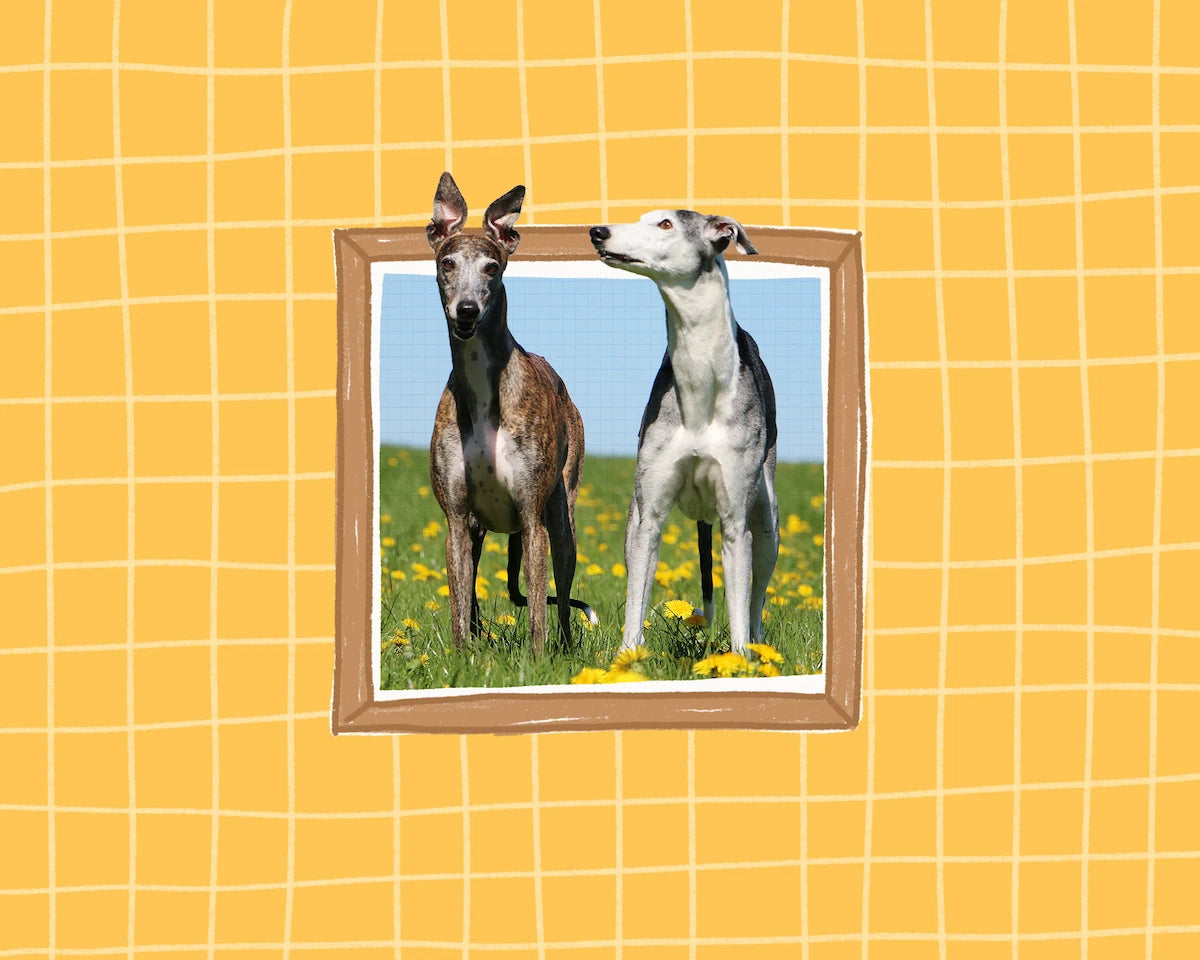 A frame featuring two dogs standing in a grassy field with yellow flowers under a blue sky, set against a yellow grid background.