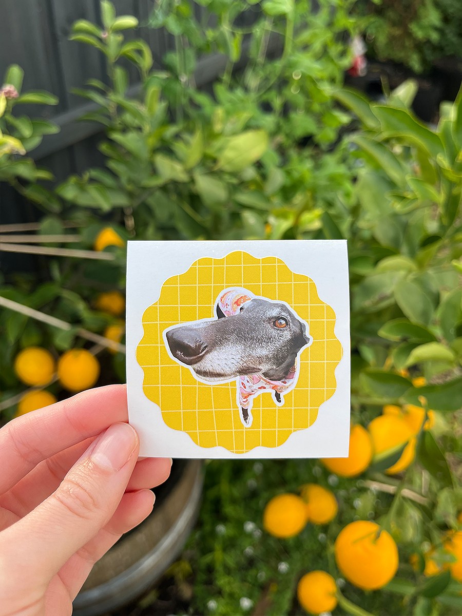 Hand holding a sticker with Chilli the Greyhound's face on a yellow grid background, with a lemon tree in the bacjground.