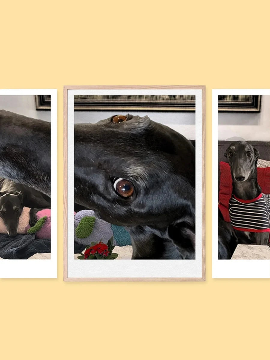 A three-panel framed wall art set featuring a black dog portrait of Adam Barker the greyhound, as made by Elliott Fox. 
