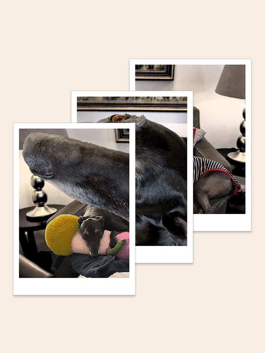 Three overlapping prints of Adam Barker, the greyhound loved by Australian artist Elliott Fox. These prints are sold as a set of three A4 prints.