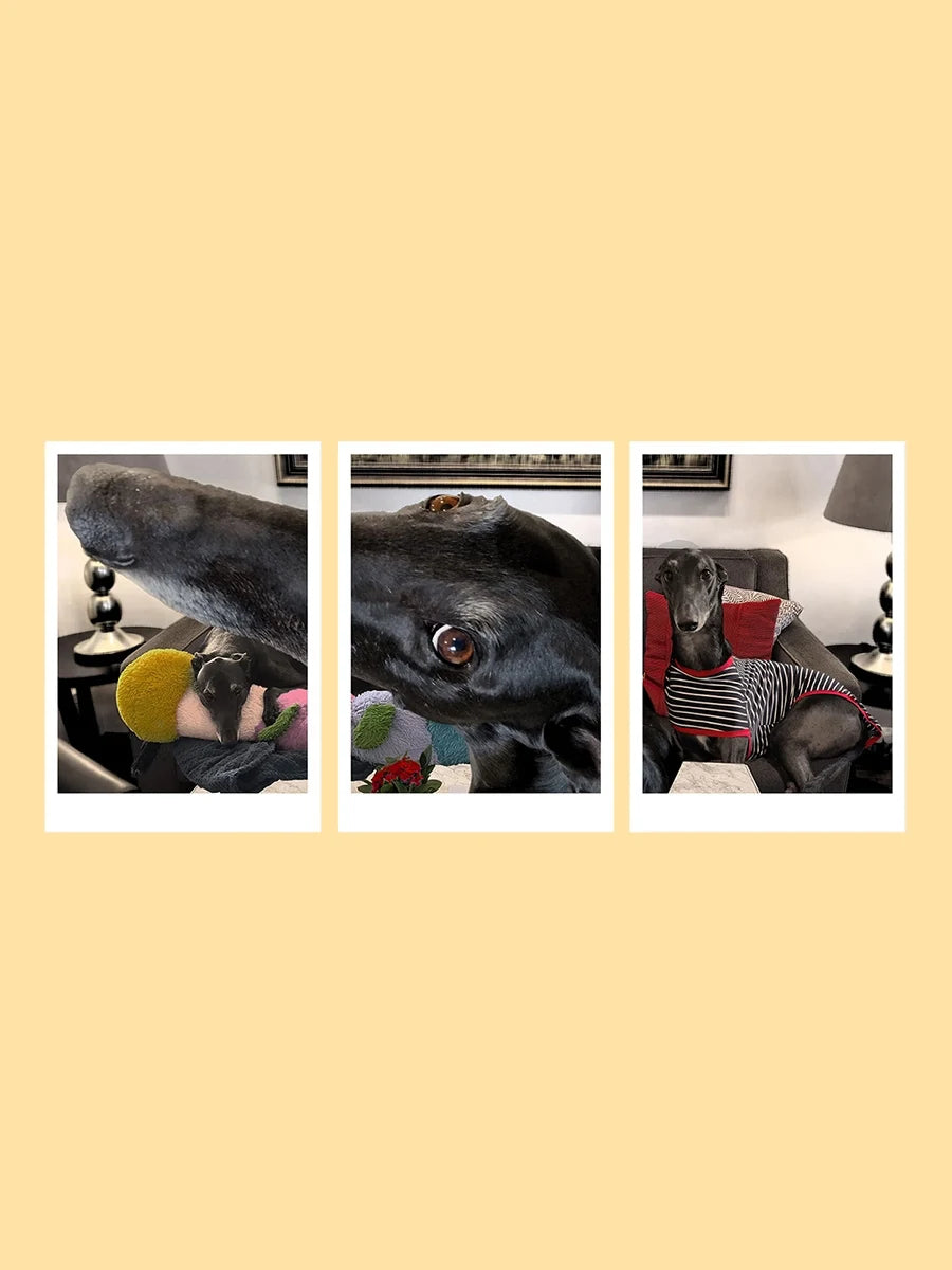 A butter yellow graphic featuring a three-panel collage of a black greyhound called Adam Barker at home, wearing a striped shirt. By Elliott Fox and stocked at Long Dog Club.