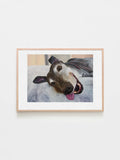 A framed art print featuring a painted portrait of a greyhound dog called George painted by Elliott Fox. George is laying down and smiling with his tongue out. 