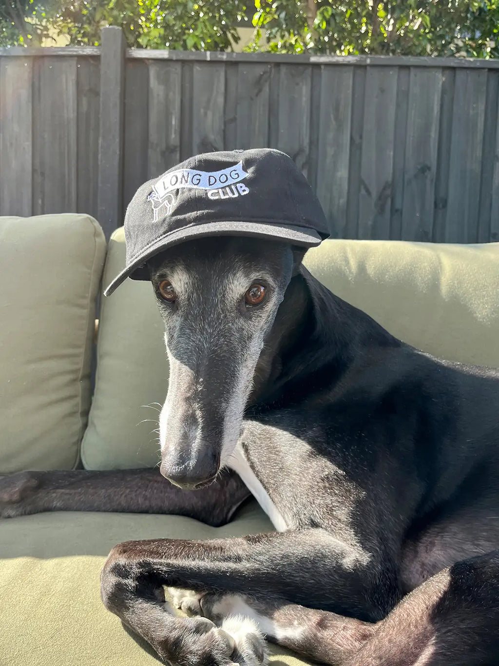 Chilli the Greyhound wearing a black cap from Long Dog Club sitting on a couch outdoors