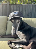 Chilli the Greyhound wearing a black cap from Long Dog Club sitting on a couch outdoors