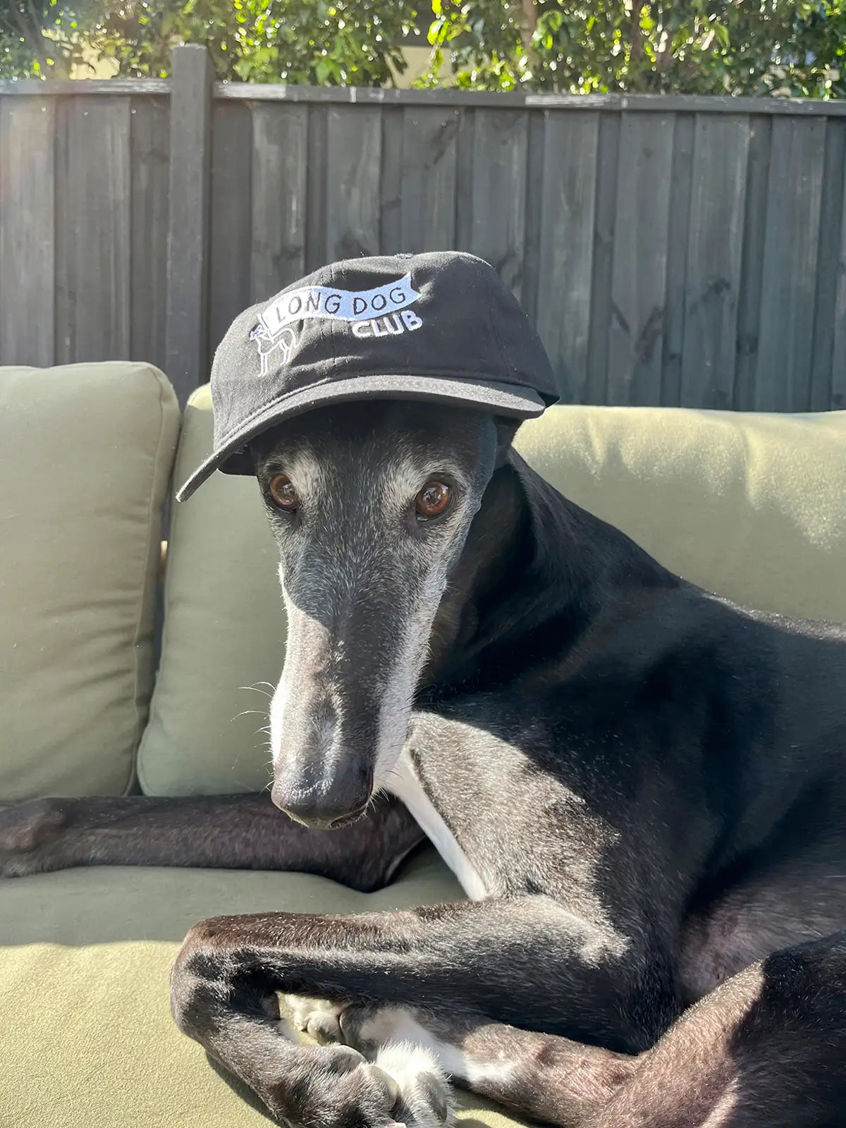 Chilli the Greyhound wearing a black cap from Long Dog Club sitting on a couch outdoors
