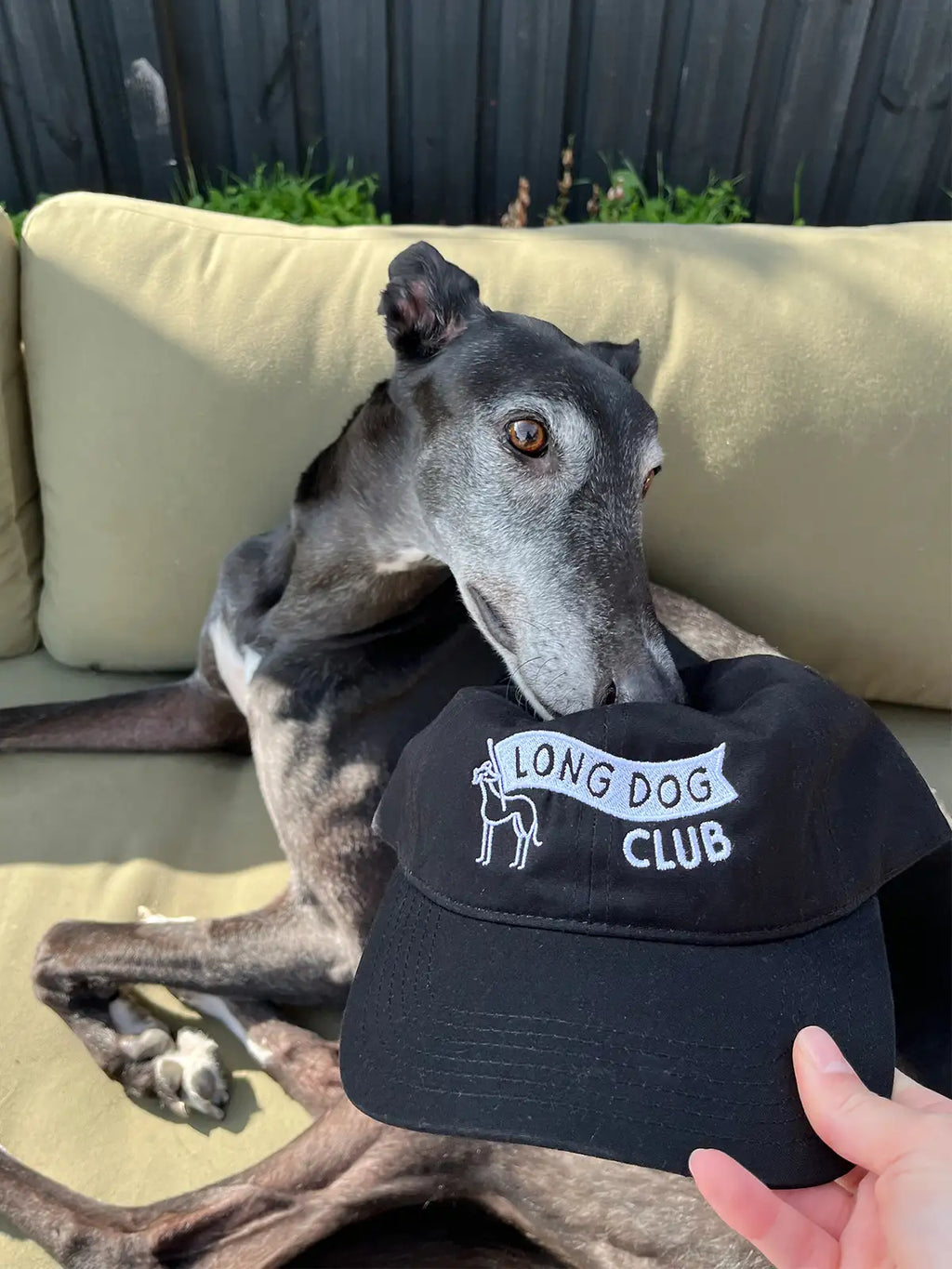 Person holds a black 'Long Dog Club' cap out to Chilli the Greyhound who is laying on an outdoor couch
