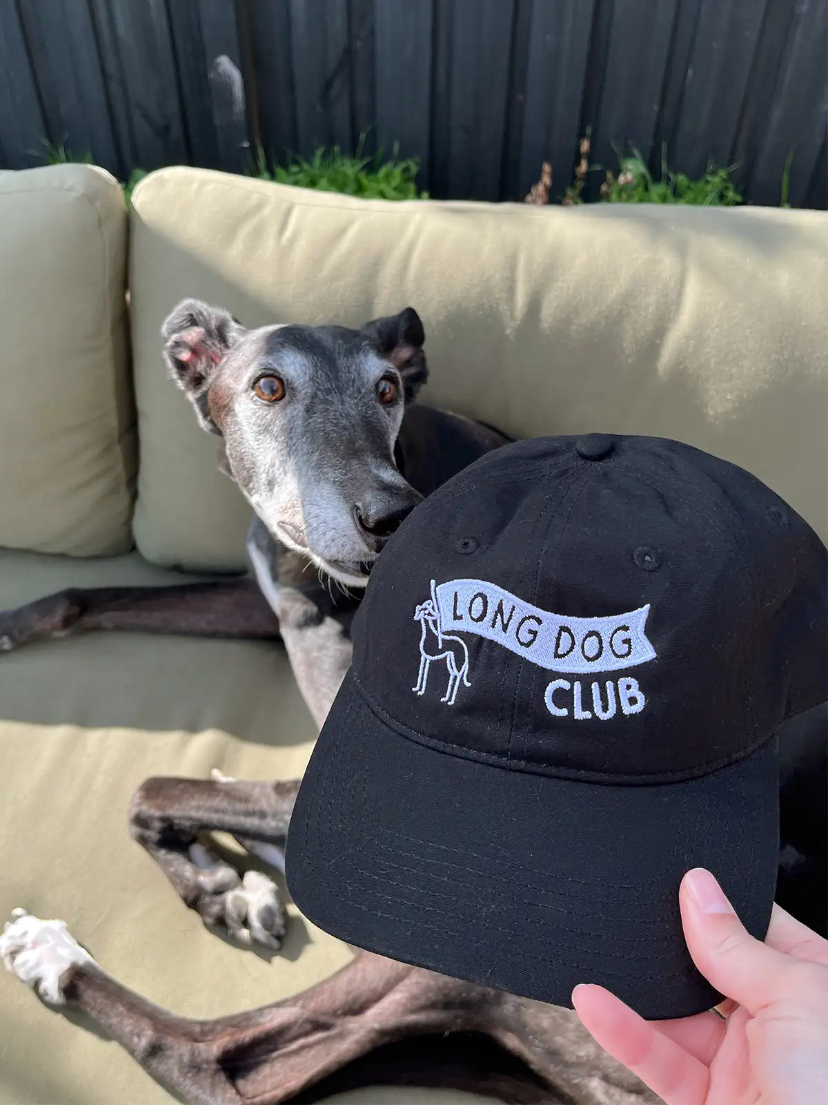 Black dog lying on a couch with a 'Long Dog Club' cap held in front