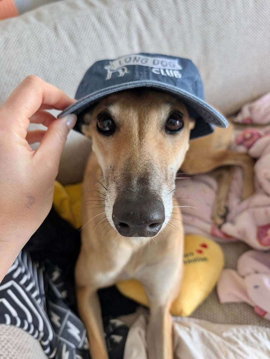 Fawn coloured greyhound wearing a cap with 'Long Dog Club' text, sitting on a couch.