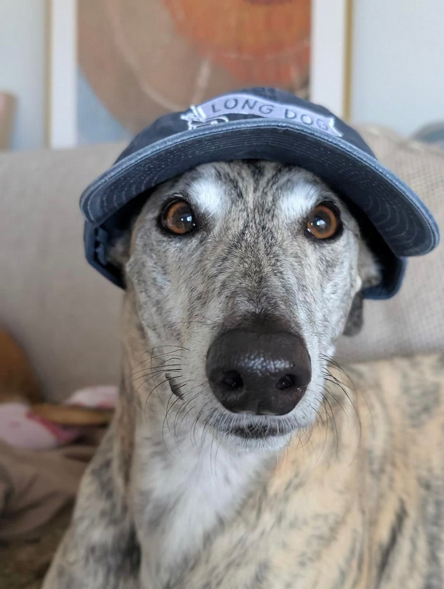 Dog wearing a blue cap with 'Long Dog' text, sitting on a couch.