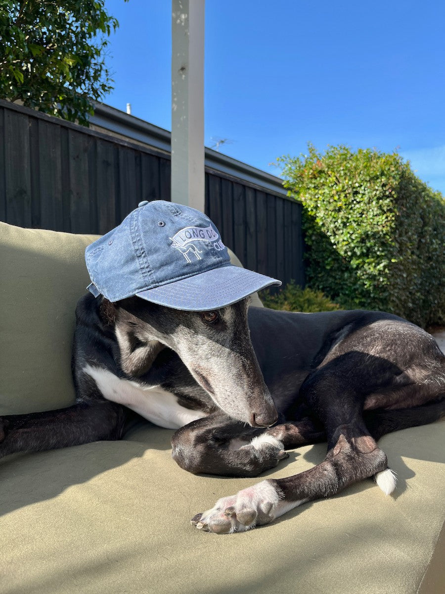 Greyhound wearing a blue denim cap from Long Dog Club as he sits on a couch outdoors with a clear sky.