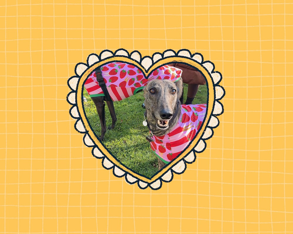Brindle greyhounds wearing pink shirts inside a heart-shaped frame on a yellow grid background