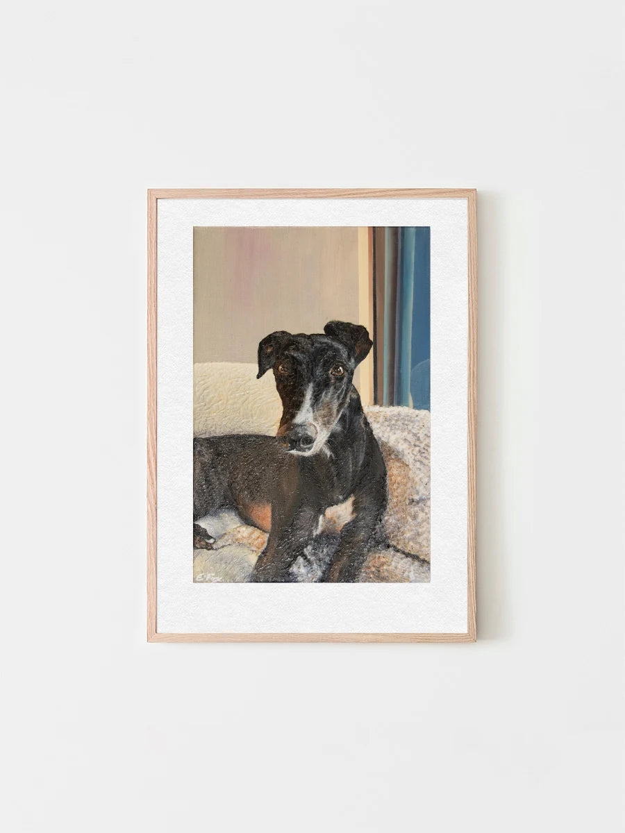 A framed pet portrait of a black and white dog greyhound called Orville lying on a couch. Painted by Elliott Fox and stocked at Long Dog Club.