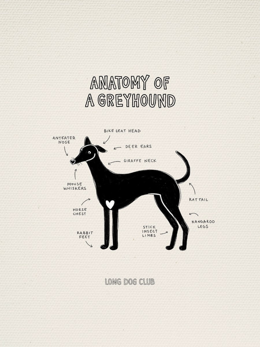 Cheeky diagram of greyhound anatomy with labels on a canvas background, featuring the 'Long Dog Club' branding.