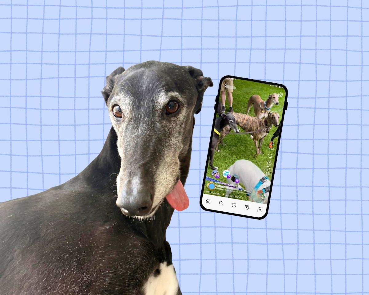 Graphic with a grid background and a black dog with his tongue out next to a phone showing a greyhound video