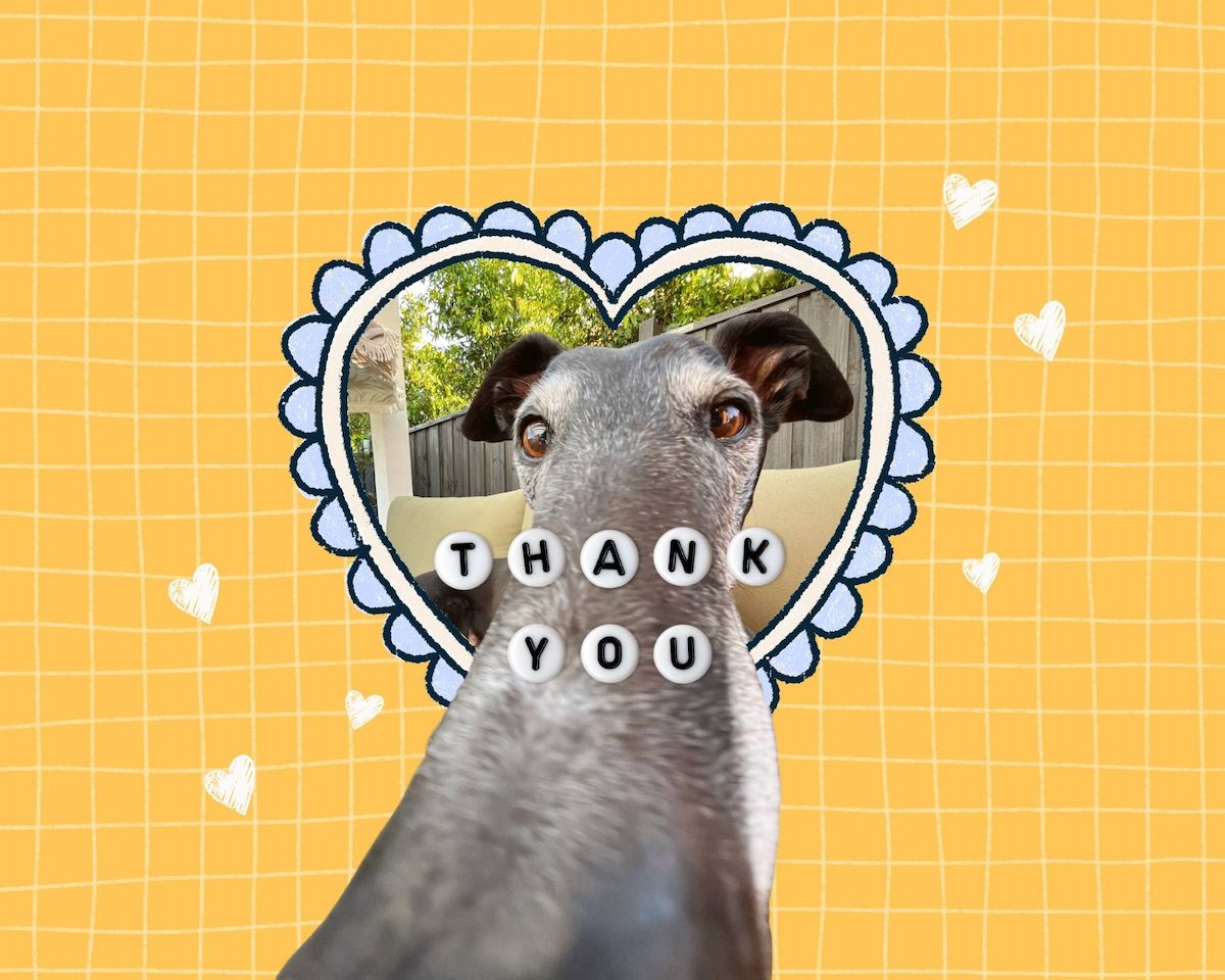 Extreme closeup of a dog inside a heart-shaped frame displaying 'THANK YOU' on a yellow grid background