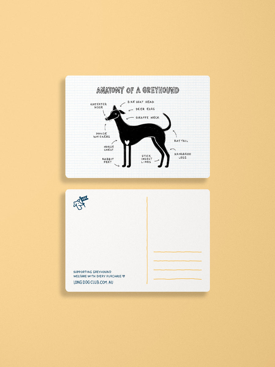 Anatomy of a Greyhound Postcard