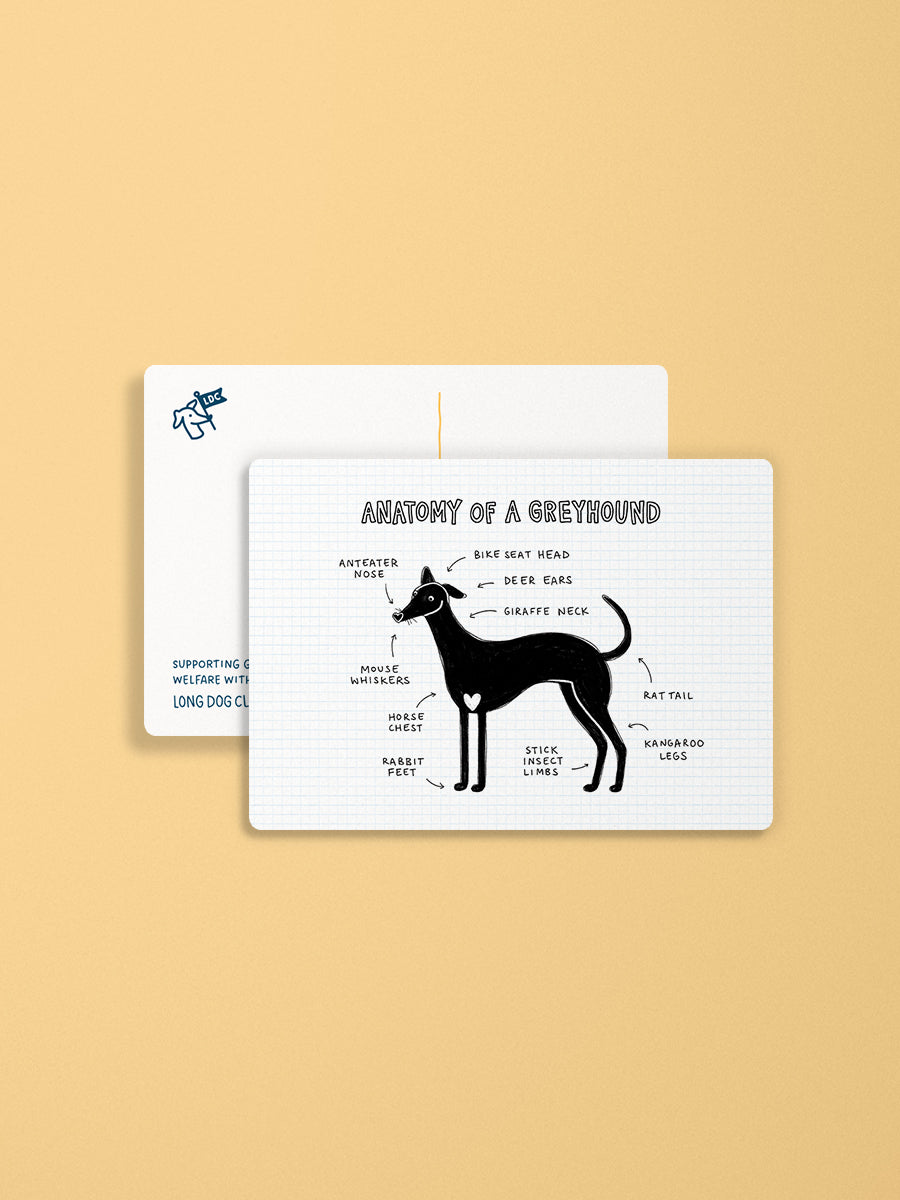 Anatomy of a Greyhound Postcard